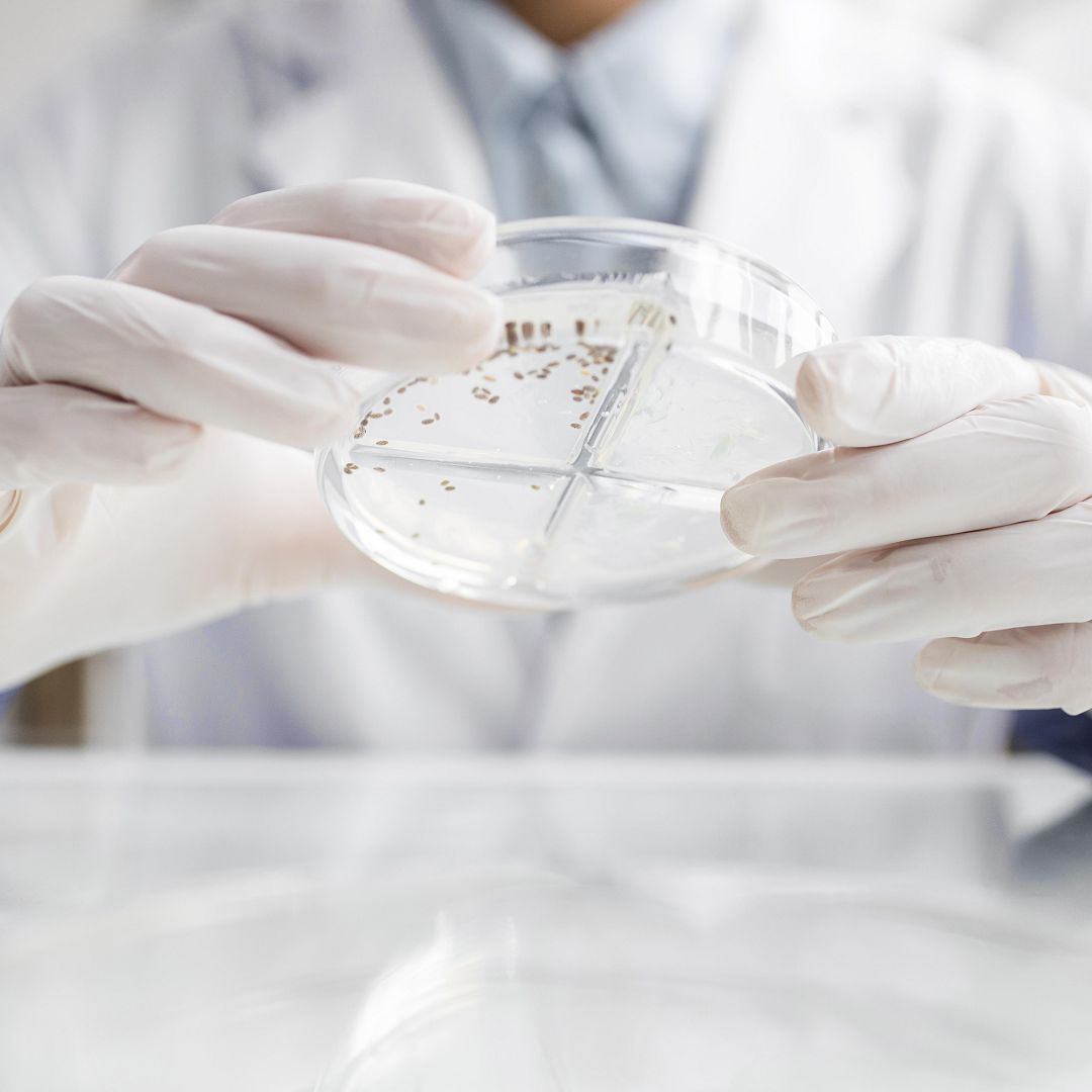Researcher With Petri Dish Biotechnology Laboratory